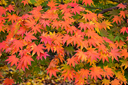 Japanese Maple (Acer palmatum) at Lurvey Garden Center
