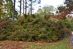 Winter Red Winterberry (Ilex verticillata 'Winter Red') at Lurvey Garden Center