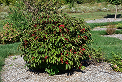 Erie Viburnum (Viburnum dilatatum 'Erie') at Lurvey Garden Center