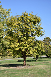 Girard's Hybrid Paperbark Maple (Acer griseum x maximowiczianum) at Lurvey Garden Center
