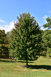 Marmo Maple (Acer x freemanii 'Marmo') at Lurvey Garden Center