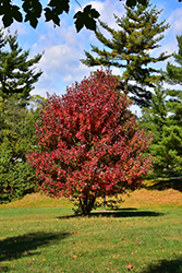 Redpointe Red Maple (Acer rubrum 'Frank Jr.') at Lurvey Garden Center