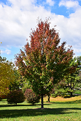 New World Red Maple (Acer rubrum 'New World') at Lurvey Garden Center