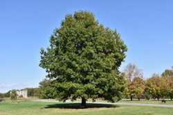 Scarlet Oak (Quercus coccinea) at Lurvey Garden Center