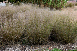 Shenandoah Reed Switch Grass (Panicum virgatum 'Shenandoah') at Lurvey Garden Center