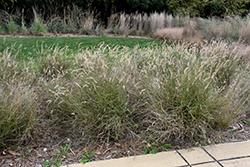 Karley Rose Oriental Fountain Grass (Pennisetum orientale 'Karley Rose') at Lurvey Garden Center