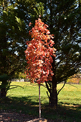 Autumn Fest Sugar Maple (Acer saccharum 'JFS-KW8') at Lurvey Garden Center
