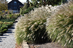 Gracillimus Maiden Grass (Miscanthus sinensis 'Gracillimus') at Lurvey Garden Center