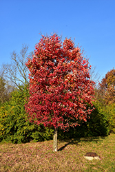 Autumn Flame Red Maple (Acer rubrum 'Autumn Flame') at Lurvey Garden Center