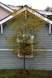 Cinnamon Girl Paperbark Maple (Acer 'Cinnamon Girl') at Lurvey Garden Center