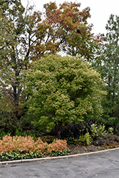 Girard's Hybrid Paperbark Maple (Acer griseum x nikoense) at Lurvey Garden Center