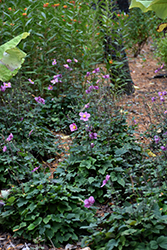 Lucky Charm Anemone (Anemone x hybrida 'Lucky Charm') at Lurvey Garden Center