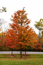 Norwegian Sunset Maple (Acer 'Keithsform') at Lurvey Garden Center