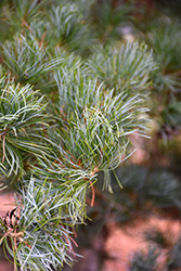 Blue Japanese Pine (Pinus parviflora 'Glauca') at Lurvey Garden Center