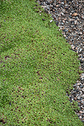 Cushion Bolax (Azorella trifurcata) at Lurvey Garden Center