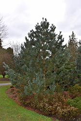 Limber Pine (Pinus flexilis) at Lurvey Garden Center