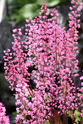 Dayglow Pink Foamy Bells (Heucherella 'Dayglow Pink') at Lurvey Garden Center