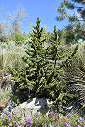 Bristlecone Pine (Pinus aristata) at Lurvey Garden Center