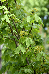 Metro Gold Hedge Maple (Acer campestre 'Panacek') at Lurvey Garden Center