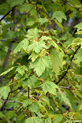 Rocky Mountain Maple (Acer glabrum) at Lurvey Garden Center
