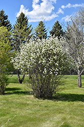 Smokey Saskatoon (Amelanchier alnifolia 'Smokey') at Lurvey Garden Center