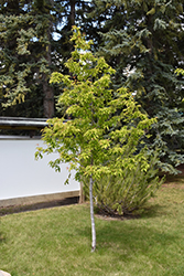 Amur Maple (tree form) (Acer ginnala '(tree form)') at Lurvey Garden Center