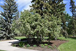 Thiessen Saskatoon (Amelanchier alnifolia 'Thiessen') at Lurvey Garden Center