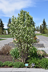 Standing Ovation Saskatoon Berry (Amelanchier alnifolia 'Obelisk') at Lurvey Garden Center