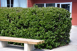 Hedge Cotoneaster (Cotoneaster lucidus) at Lurvey Garden Center
