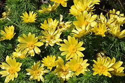 Spring Adonis (Adonis vernalis) at Lurvey Garden Center