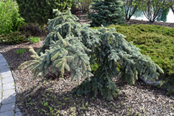 Weeping Blue Spruce (Picea pungens 'Pendula') at Lurvey Garden Center