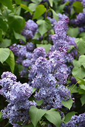 Wedgewood Blue Lilac (Syringa vulgaris 'Wedgewood Blue') at Lurvey Garden Center