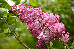 Maiden's Blush Lilac (Syringa x hyacinthiflora 'Maiden's Blush') at Lurvey Garden Center