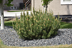 Mugo Pine (Pinus mugo) at Lurvey Garden Center