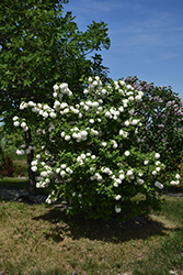 Snowball Viburnum (Viburnum opulus 'Roseum') at Lurvey Garden Center