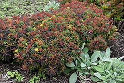 Bonfire Cushion Spurge (Euphorbia polychroma 'Bonfire') at Lurvey Garden Center