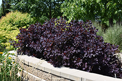 Royal Purple Smokebush (Cotinus coggygria 'Royal Purple') at Lurvey Garden Center