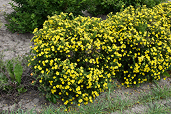 Dakota Sunspot Potentilla (Potentilla fruticosa 'Fargo') at Lurvey Garden Center