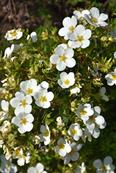 McKay's White Potentilla (Potentilla fruticosa 'McKay's White') at Lurvey Garden Center