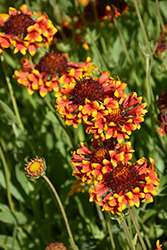 Fanfare Blanket Flower (Gaillardia x grandiflora 'Fanfare') at Lurvey Garden Center