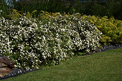 McKay's White Potentilla (Potentilla fruticosa 'McKay's White') at Lurvey Garden Center