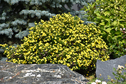 Gold Drop Potentilla (Potentilla fruticosa 'Gold Drop') at Lurvey Garden Center