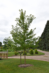 Matador Maple (Acer x freemanii 'Bailston') at Lurvey Garden Center
