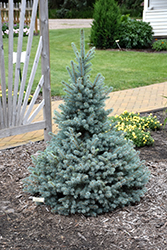 Sester Dwarf Blue Spruce (Picea pungens 'Sester Dwarf') at Lurvey Garden Center