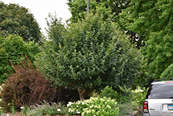 Jade Patina Hedge Maple (Acer campestre 'Ballee') at Lurvey Garden Center