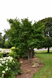 Korean Maple (Acer pseudosieboldianum) at Lurvey Garden Center