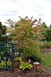 North Wind Japanese Maple (Acer 'IsINW') at Lurvey Garden Center