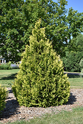 Yellow Ribbon Arborvitae (Thuja occidentalis 'Yellow Ribbon') at Lurvey Garden Center