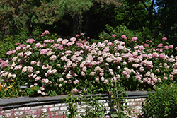 Invincibelle Spirit Smooth Hydrangea (Hydrangea arborescens 'NCHA1') at Lurvey Garden Center