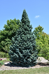 Arizona Compact Rocky Mountain Fir (Abies lasiocarpa 'Arizonica Compacta') at Lurvey Garden Center